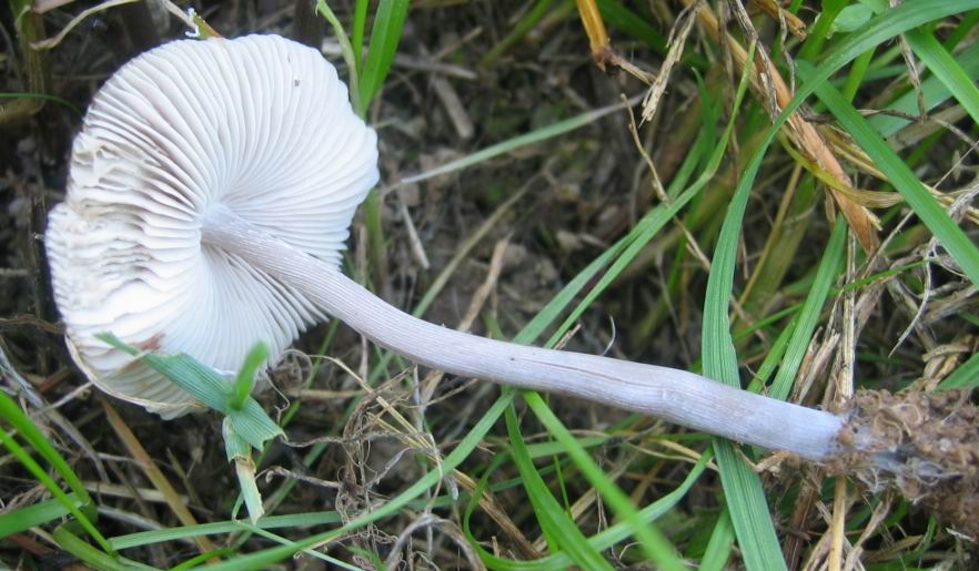 2005 :  Un anno di funghi